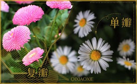 小雛菊發芽|小雛菊的播種，從種子到爆花全過程記錄